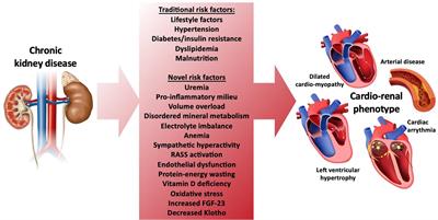 Cardiovascular Functional Changes in Chronic Kidney Disease: Integrative Physiology, Pathophysiology and Applications of Cardiopulmonary Exercise Testing